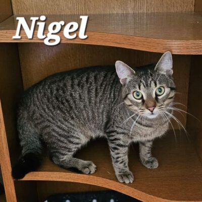 Nigel hat ein schönes Zuhause gefunden.