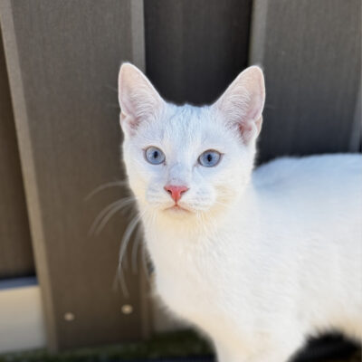 Die Bezugspersonen von Simba haben sich getrennt. Aus zeitlichen Gründen und wegen fehlendem gesicherten Freigang hatte Simba ein neues Zuhause gesucht und gefunden.