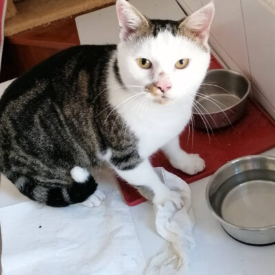 Johar Johar ist kein Anfängerkater. Er weiß mit seinen Kräften und seinen 5 kg Körpergewicht noch nicht richtig umzugehen. So zum Beispiel begrüßt er seine Bezugsperson fauchend und kommt aus seinem Versteck geschossen, als plane er einen Angriff, aber er möchte schmusen. Johar hat ein tolles Zuhause gefunden.