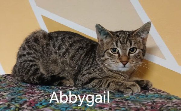 Abbygail-02