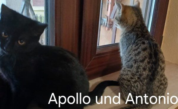 Antonio+Apollo-01