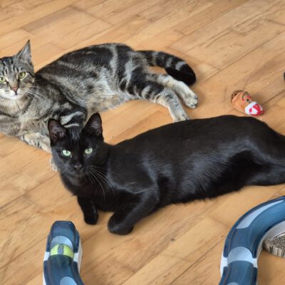 Rob und Rory fanden gemeinsam ein kuschliges Zuhause.