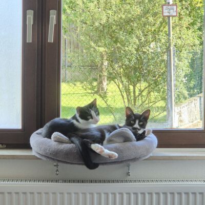 Sid (links) himmelt seinen Kumpel Sammy (rechts) total an. Er passt auf ihn auf inkl. gegenseitiger Fellpflege. Die beiden Buben haben bei einem jungen Paar ein tolles Zuhause mit späterem Freigang in einer ruhigen Wohngegend gefunden.