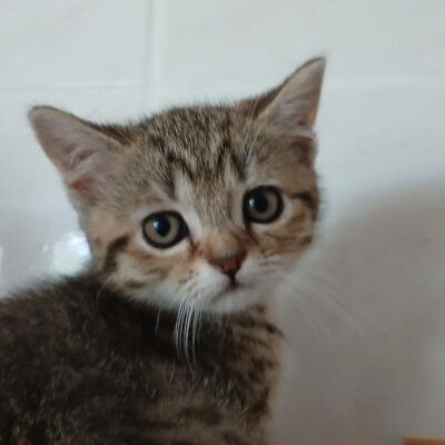 Bei einem Katzenmädchen fand Flauschi ein schönes Zuhause als Zweitkatze.
