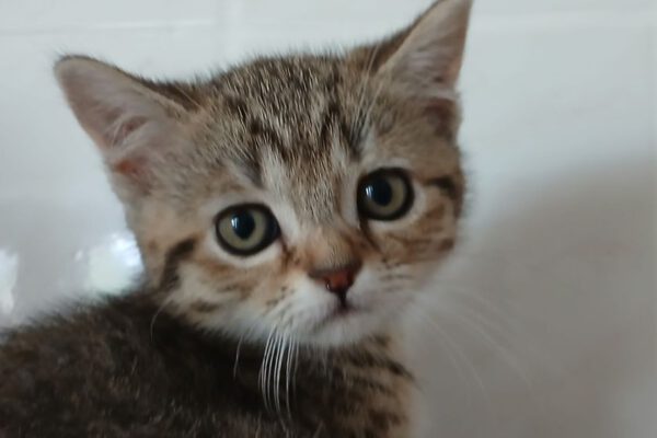 Flauschi-01