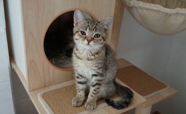 Flauschi-03