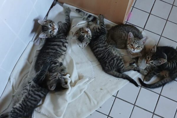 Flauschi+Johnny+Lucky+Luis+Luzifer-01