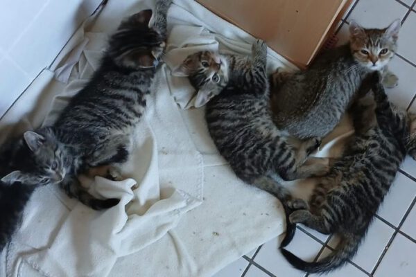 Flauschi+Johnny+Lucky+Luis+Luzifer-02
