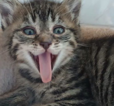 Johnny Johnny hat ein tolles Zuhause gefunden als Zweitkatze in Mühlheim gefunden.