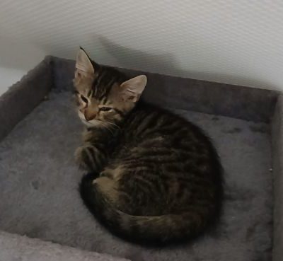 Luis Luis und Luzifer fanden gemeinsam ein neues Zuhause und lassen es sich dort gut gehen.