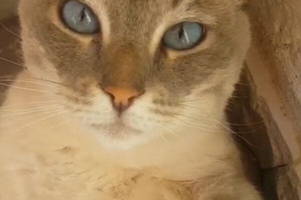 Kimba-01