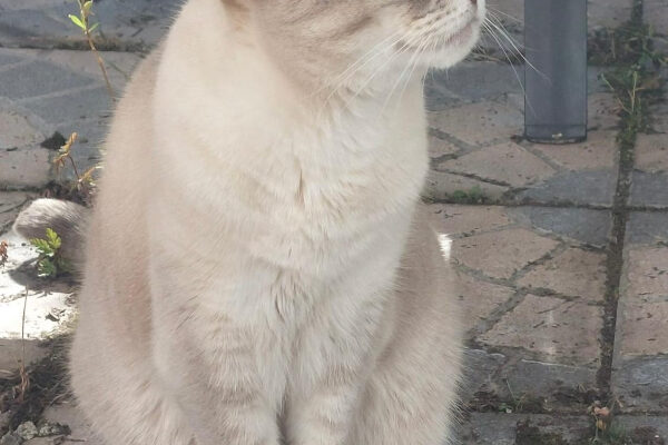 Kimba-02