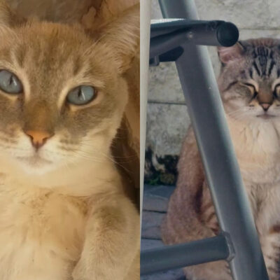 Kimba und Lilly Leider ist der Besitzer von Lilly und Kimba unverhofft verstorben. Die beiden konnten in ein neues Zuhause ziehen.
