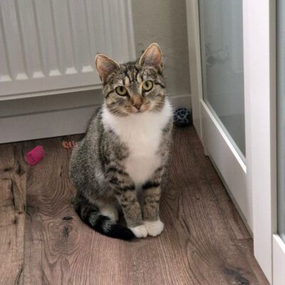 Mitarbeiter einer Firma versorgten Lorenza in einem Unterschlupf, bis sie eines Tages zwei Welpen hatte. So kam Lorenza zum Tierschutz. Sie hat bei einer lieben Familie in Frankfurt ein tolles Zuhause gefunden. Dort darf sie erst das ganze Haus erkunden und später den Freigang genießen.