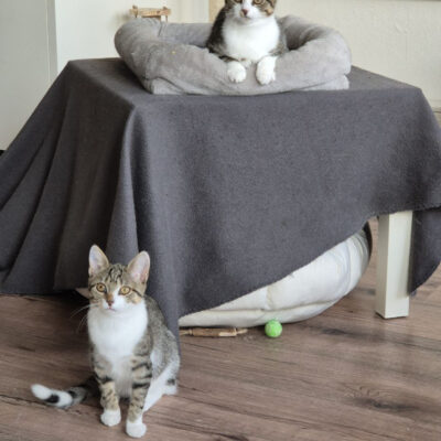 Die beiden Töchter von Lorenza haben gemeinsam ein tolles Zuhause bei einem netten Paar gefunden. Später dürfen sie die große weite Welt erkunden gehen.