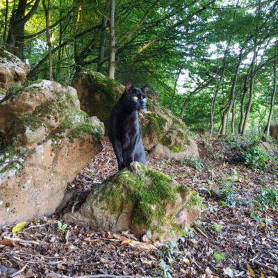Nach einem Umzug konnte Paul sich anfangs nicht mit seinem neuen Zuhause arrangieren. Schweren Herzens suchte sein Frauchen ein neues Zuhause für ihn. Mittlerweile hat Paul sein neues Zuhause schätzen gelernt und darf bleiben.