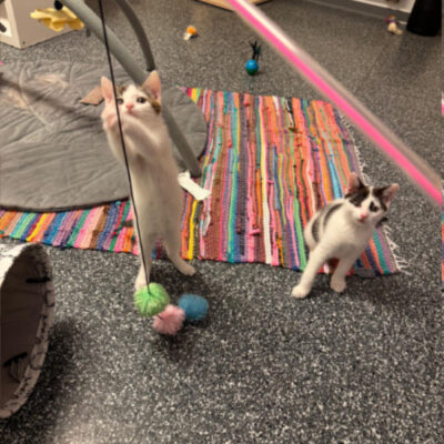 Polly und Pepper Polly (links) darf gemeinsam mit Pepper (rechts) in ein tolles Zuhause als reine Wohnungskatze nach Steinheim ziehen.