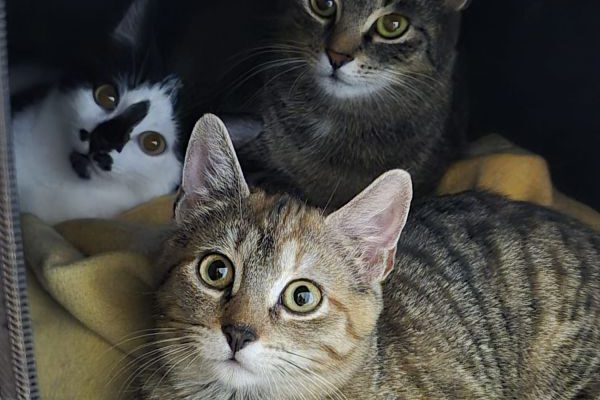 Charly+Lisbeth+Zoe-01