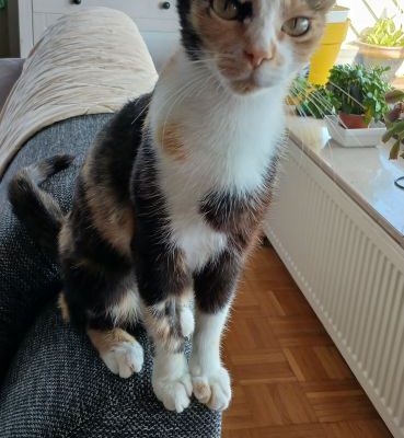 Pippa-01