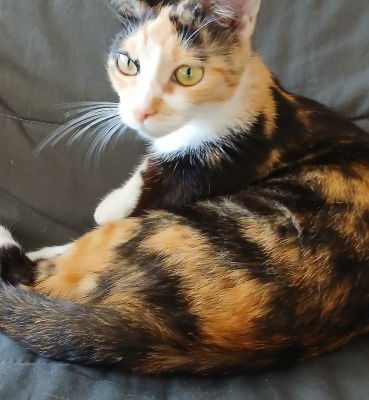 Pippa-04