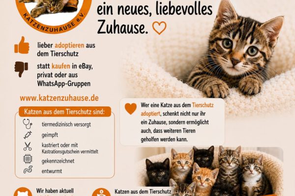 Katzen aus dem Tierschutz finden liebevolle Zuhause bei Katzenzuhause e.V.