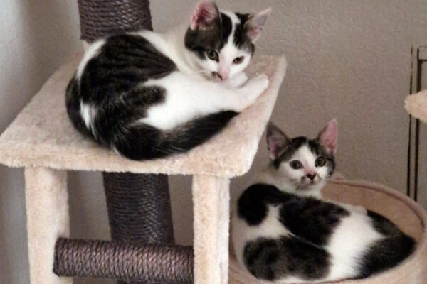 Cleo+Coco-01