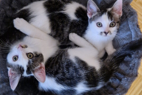 Cleo+Coco-03